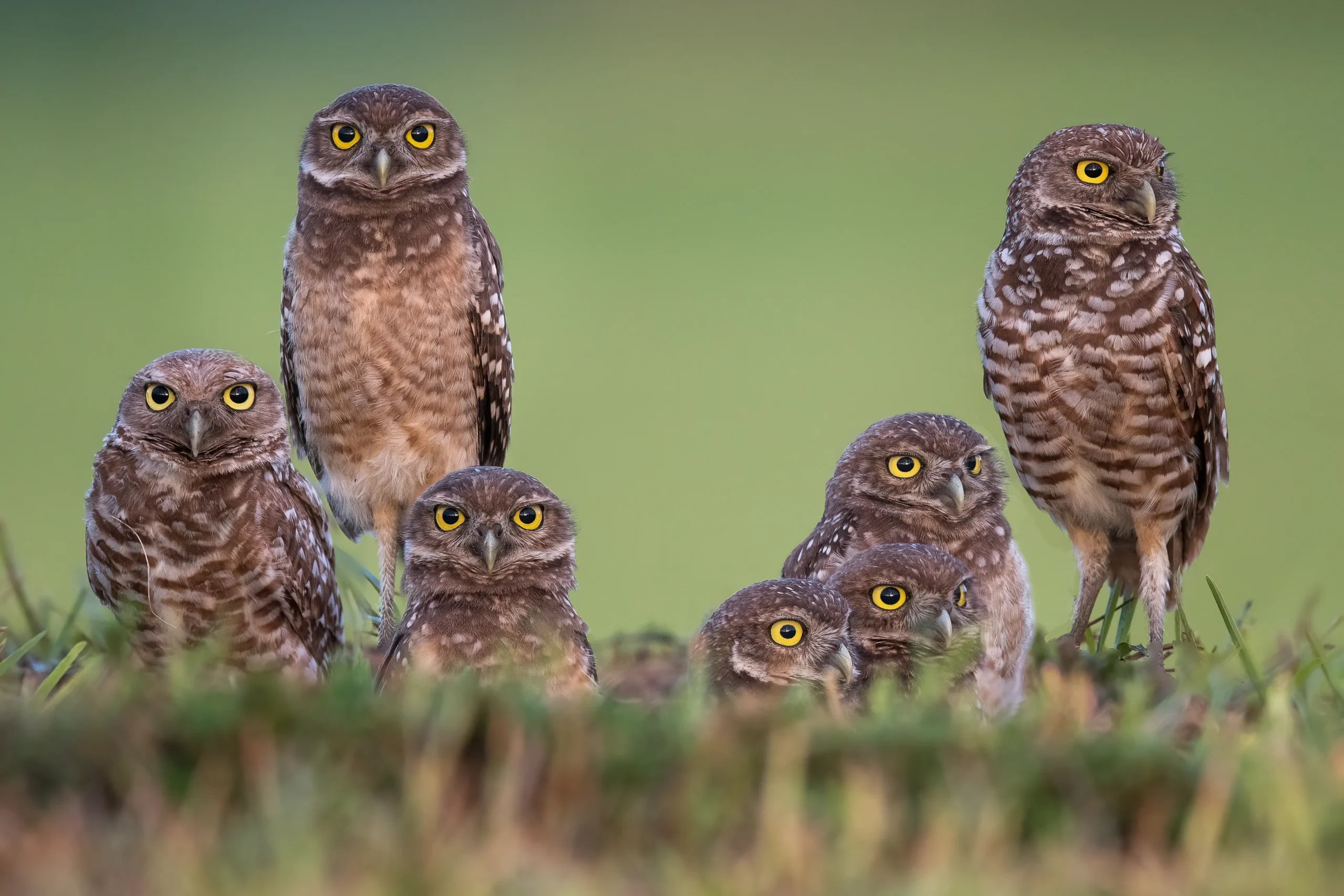 Burrowing-owls.-GettyImages-1339728215-a827626