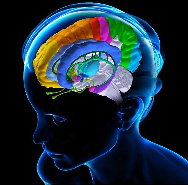 emotional-brain-1